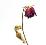 The Wilting Rose by Thomas Rodre
